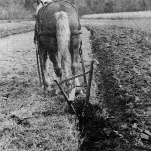 sfj_plowing_single_horse_05